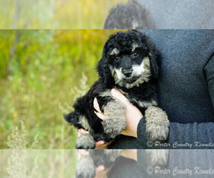 Poodle (Standard) Puppy for sale in KARLSTAD, MN, USA