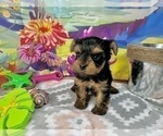Small #12 Yorkshire Terrier