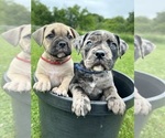 Small #5 American Bully