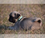 Small #3 Pug