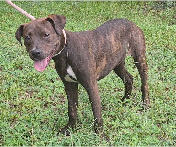Medium Photo #2 American Pit Bull Terrier-Unknown Mix Puppy For Sale in Wetumpka, AL, USA
