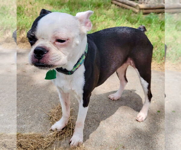 Medium Photo #2 Boston Terrier Puppy For Sale in Little Elm, TX, USA