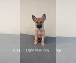 Puppy Light Blue Malinois
