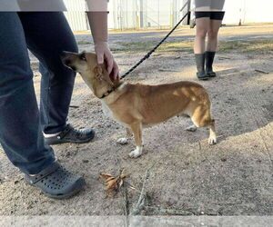 Lover - Female Jack Russell Terrier-Unknown Mix Dog for Adoption - Photo #4