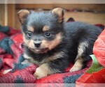 Puppy Bandit Yoranian