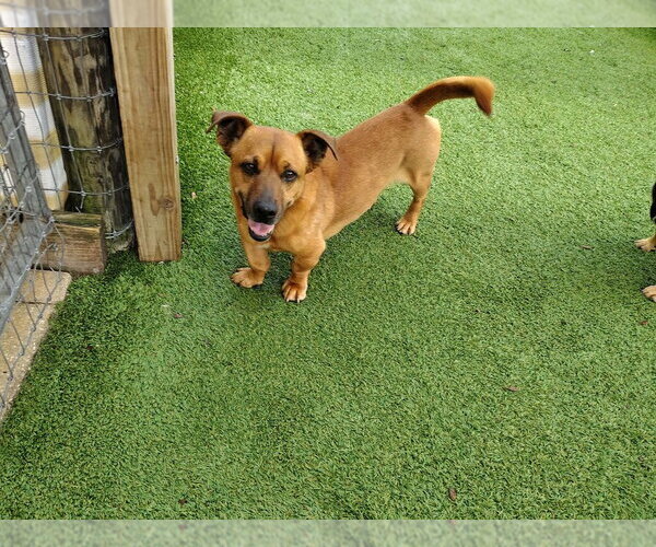 Medium Photo #2 Mutt Puppy For Sale in oakland, FL, USA