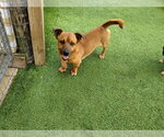 Small #1 Mutt