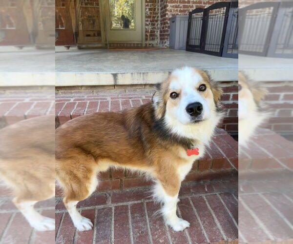 Medium Photo #6 Australian Shepherd-Unknown Mix Puppy For Sale in Boston, MA, USA