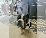 Small #8 Bulldog
