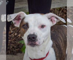 American Staffordshire Terrier-Boxer Mix Dogs for adoption in Huntley, IL, USA