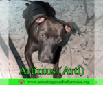 Small #2 American Staffordshire Terrier-Labrador Retriever Mix