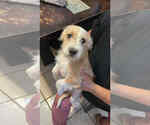 Small #1 Mutt