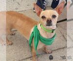 Small #4 Chihuahua Mix