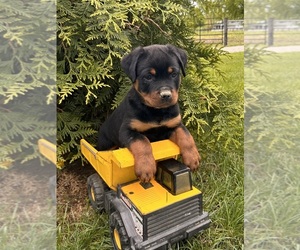 Rottweiler Puppy for sale in MIDDLEBURY, IN, USA
