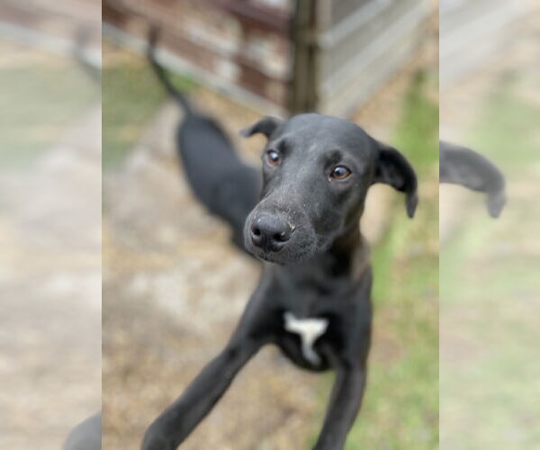 Medium Photo #1 Labrador Retriever-Unknown Mix Puppy For Sale in Tracy City, TN, USA