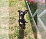 Small #13 American Pit Bull Terrier Mix
