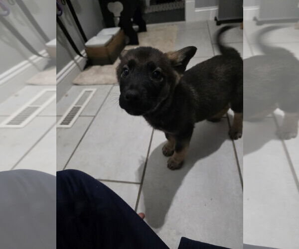 Medium Photo #2 German Shepherd Dog-pomeranian spitz Mix Puppy For Sale in Princeton, MN, USA