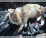 Puppy Violet Australian Shepherd