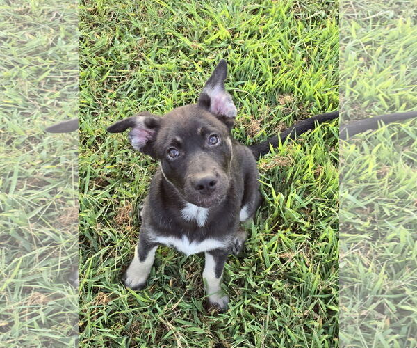 Medium Photo #4 Siberian Husky-Unknown Mix Puppy For Sale in McDonough, GA, USA