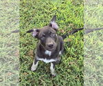 Small #3 Siberian Husky Mix