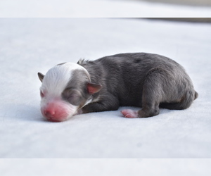 Miniature Australian Shepherd Puppy for sale in PALM COAST, FL, USA