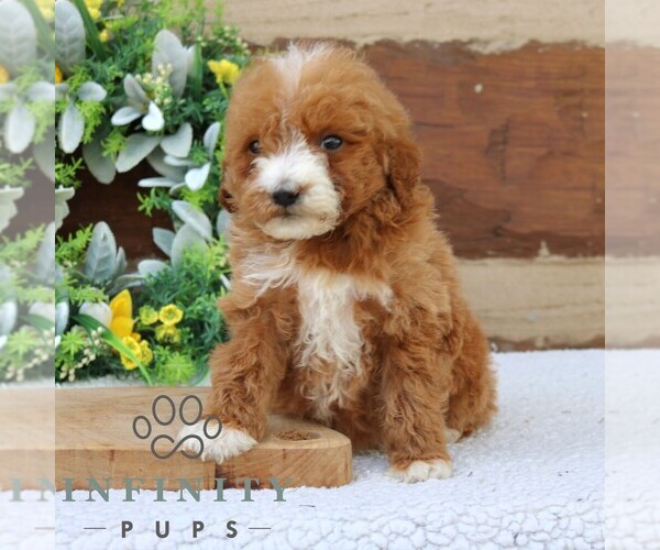 Medium Photo #1 Goldendoodle (Miniature) Puppy For Sale in NARVON, PA, USA