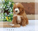 Small Goldendoodle (Miniature)