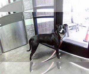 Boxer-Unknown Mix Dogs for adoption in Tulsa, OK, USA