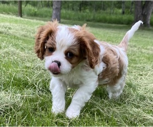 Cavalier King Charles Spaniel Puppy for Sale in ANOKA, Minnesota USA