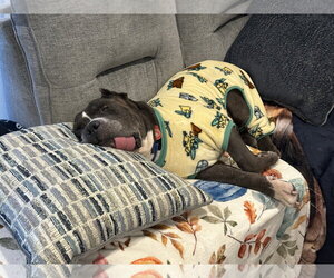 Armani - Male American Staffordshire Terrier-Mastiff Mix Dog for Adoption - Photo #3
