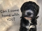 Small Photo #3 Goldendoodle Puppy For Sale in PAHRUMP, NV, USA