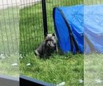 Small #2 Cane Corso