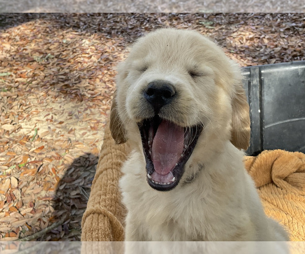 Medium Photo #6 Golden Retriever Puppy For Sale in CAMILLA, GA, USA