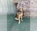 Small #1 German Shepherd Dog-Great Pyrenees Mix