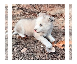 Siberian Husky Puppy for sale in EAGLEVILLE, MO, USA
