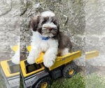 Small #4 Havanese