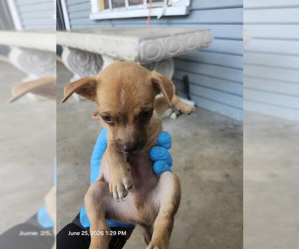 Medium Photo #1 Chihuahua Puppy For Sale in San Antonio, TX, USA