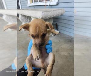 Chihuahua Dogs for adoption in San Antonio, TX, USA