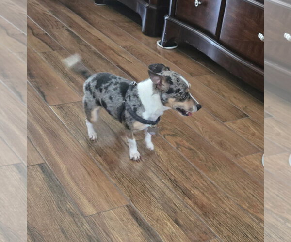 Medium Photo #3 Rat Terrier-Unknown Mix Puppy For Sale in Sanford, FL, USA
