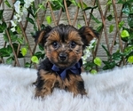 Image preview for Ad Listing. Nickname: Milo