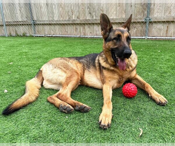 Medium Photo #3 German Shepherd Dog Puppy For Sale in San Diego, CA, USA