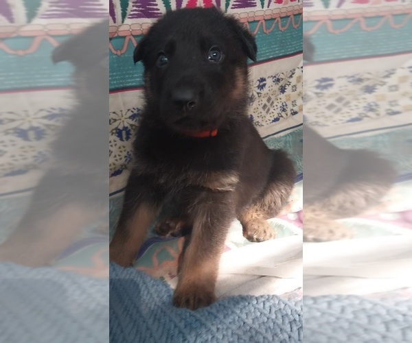 Medium Photo #1 German Shepherd Dog Puppy For Sale in MOUNTAIN LAKE, MN, USA