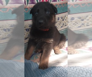 German Shepherd Dog Puppy for sale in MOUNTAIN LAKE, MN, USA