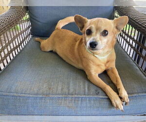 Chihuahua-Unknown Mix Dogs for adoption in Denton, TX, USA