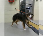 Small Australian Shepherd