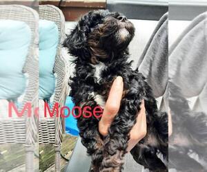 Poodle (Toy) Puppy for sale in WAYLAND, NY, USA