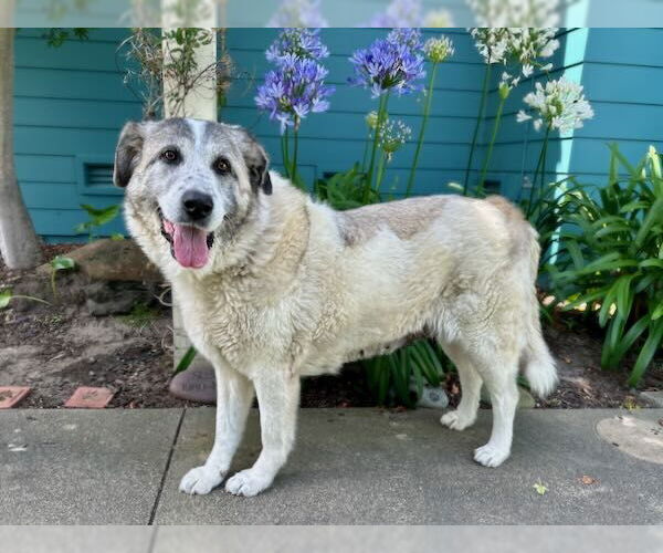 Medium Photo #1 Anatolian Shepherd-Great Pyrenees Mix Puppy For Sale in Higley, AZ, USA