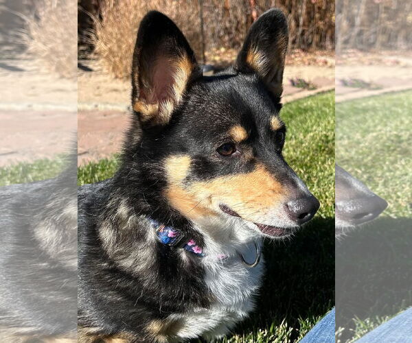 Medium Photo #4 Mutt Puppy For Sale in Denver , CO, USA