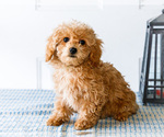 Small Photo #44 Poodle (Toy) Puppy For Sale in WAKARUSA, IN, USA
