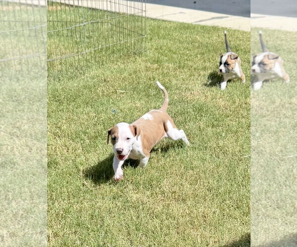 Medium Photo #3 Mutt Puppy For Sale in Euless, TX, USA